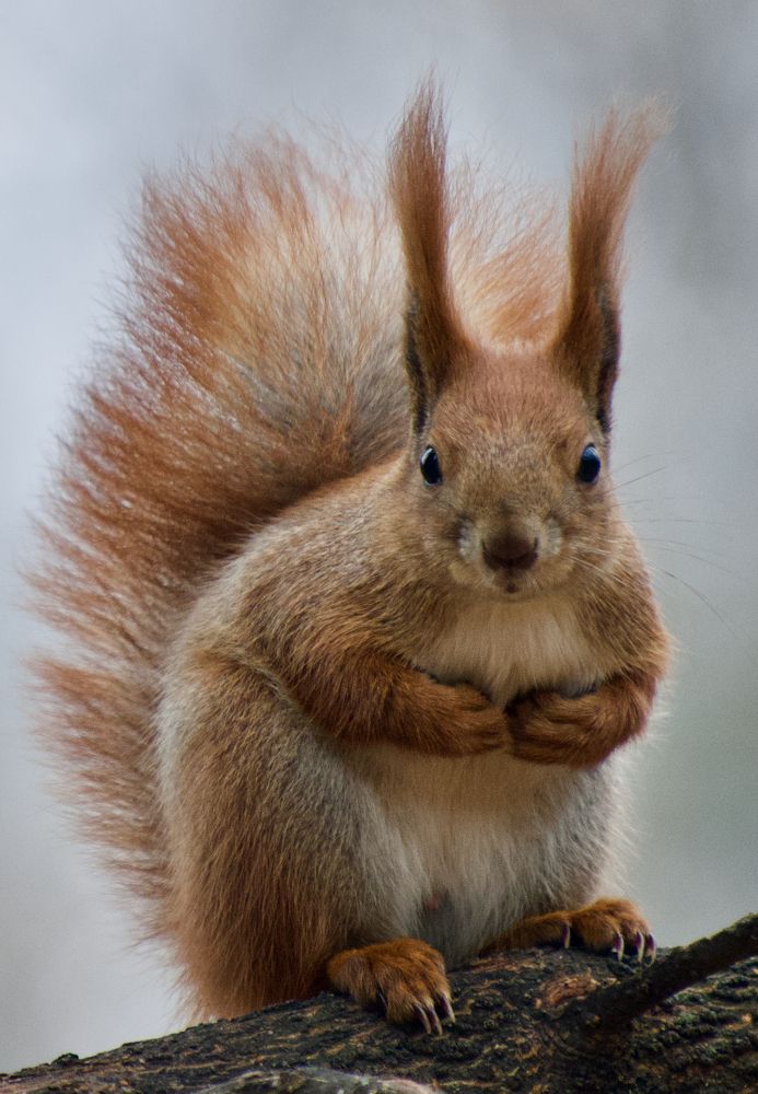 просто белочка - соседка по даче