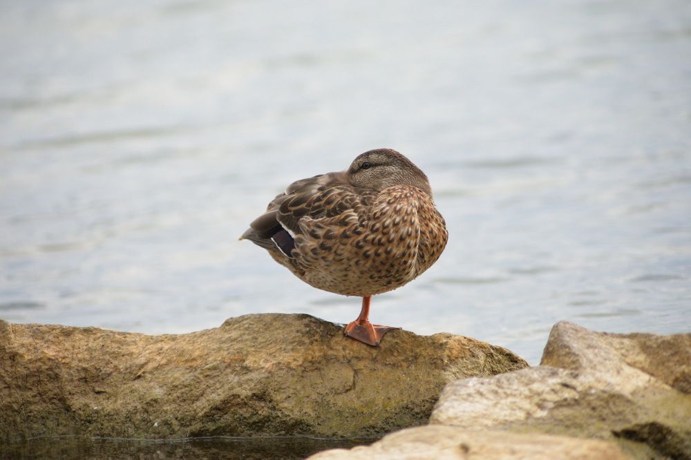 Photograph by Александр Фокин