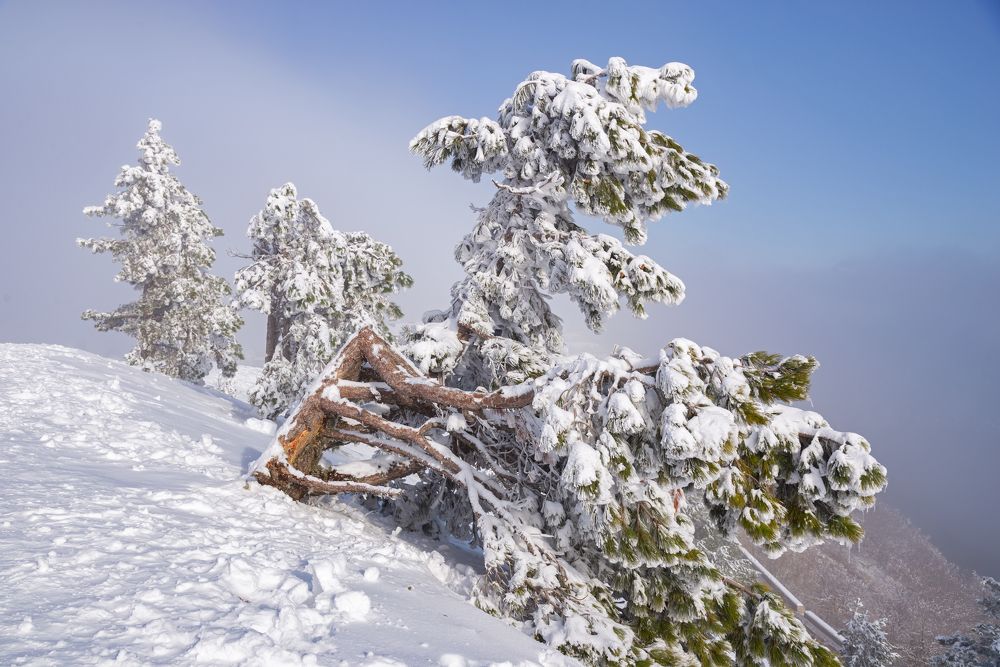 Зимний пейзаж