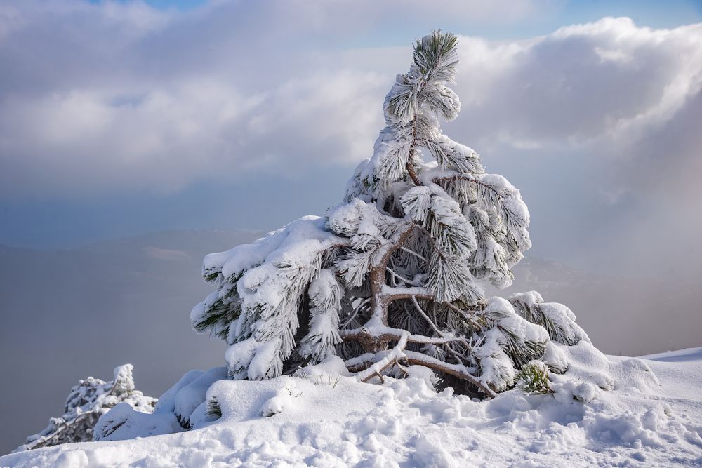 Сосна под снежным покровом