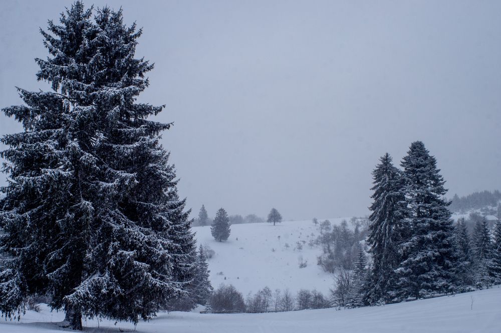 Photograph by Sreten Vitezović