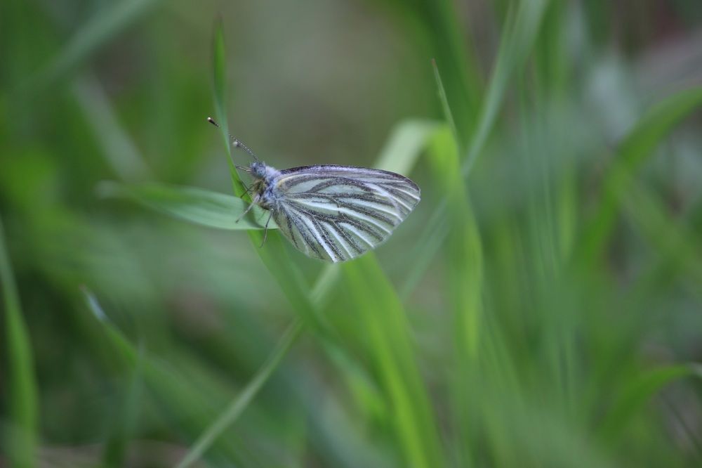 Photograph by Вячеслав Атаманов