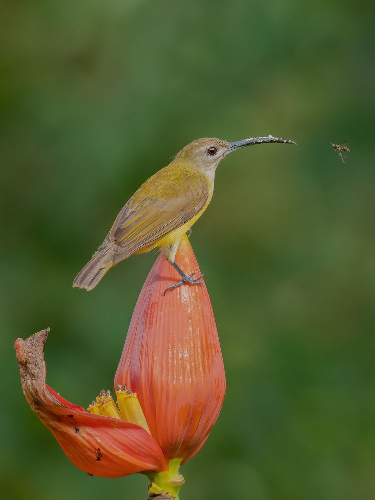Фотография автора Anandhu M