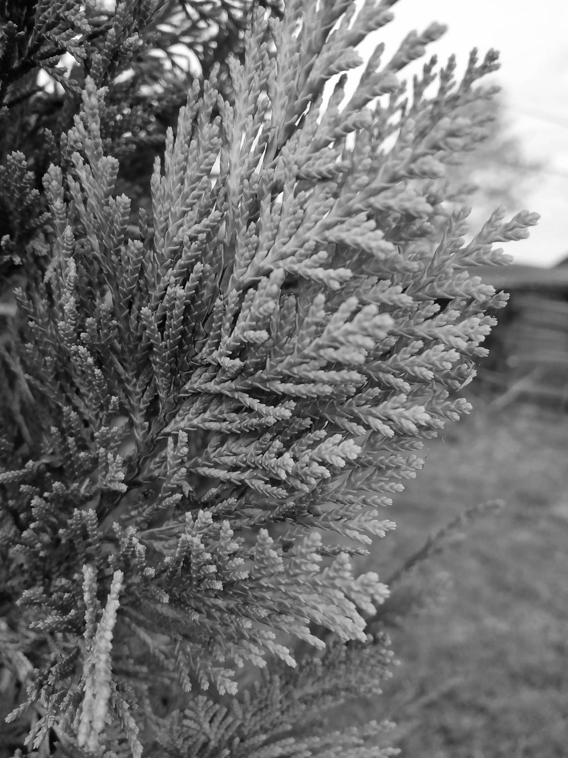 Photo #7072326