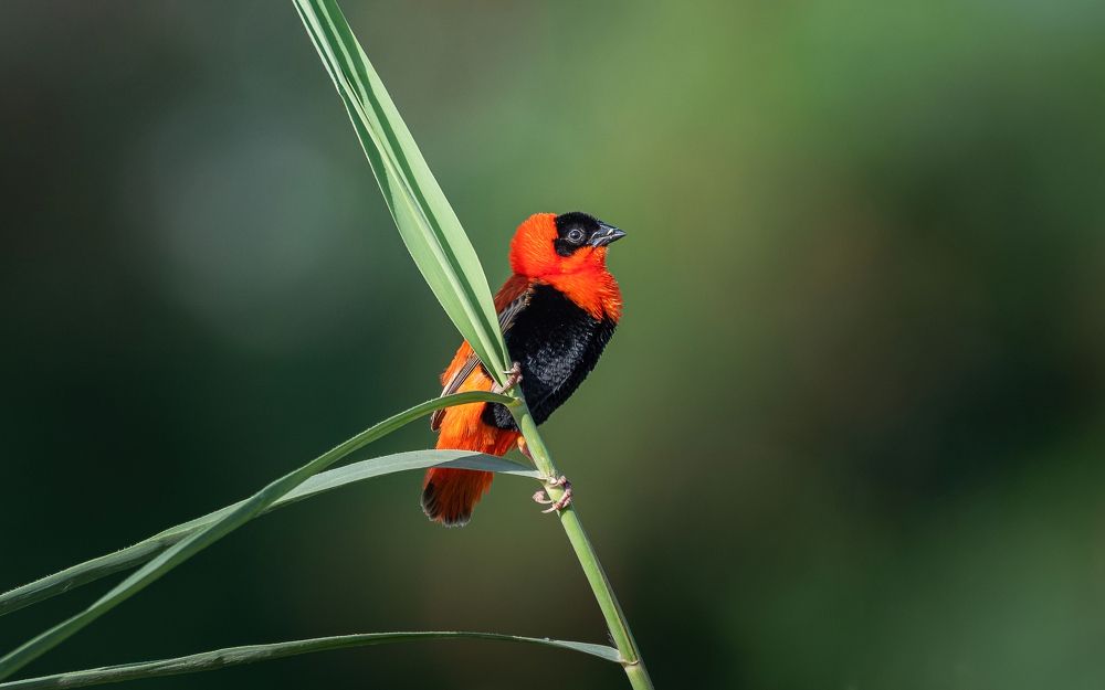 Southern red bishop