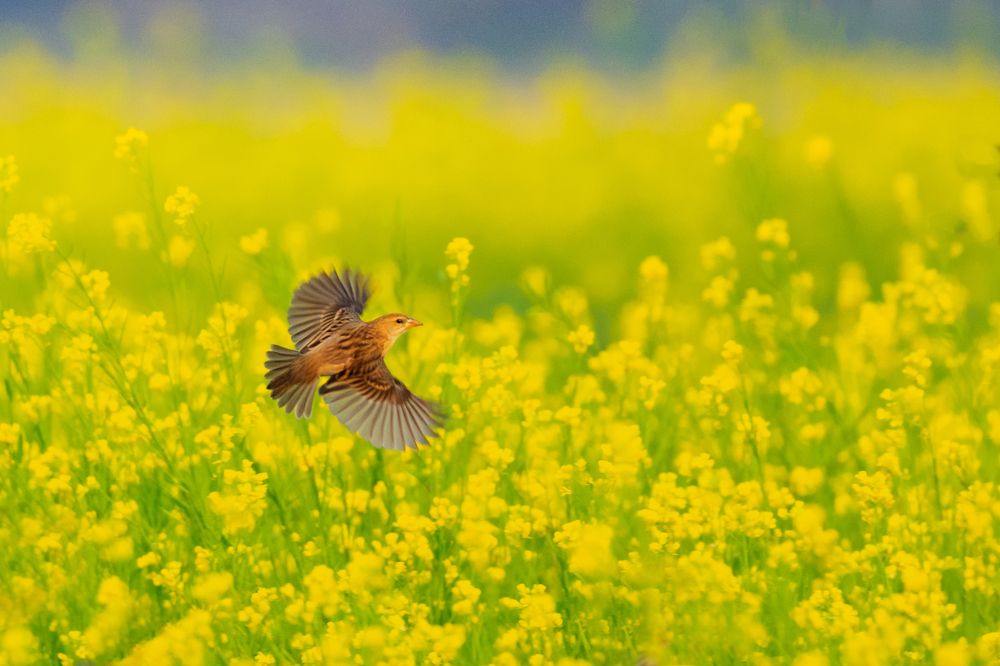 Photograph by Bibhas Deb