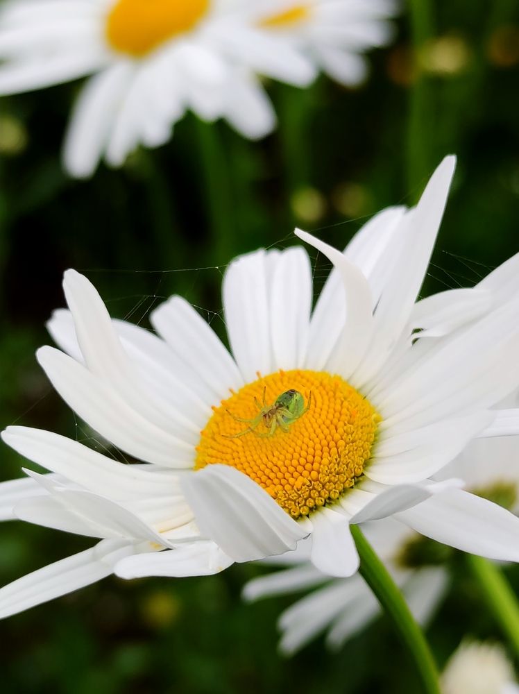 Photograph by Инна Макарчук