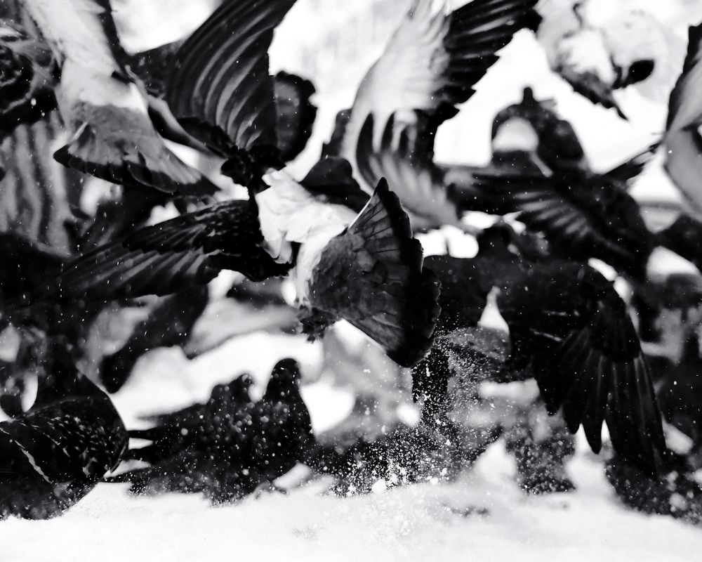 Photograph by Евгений Холодок