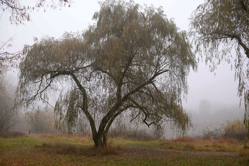 Photograph by Ous Cornel