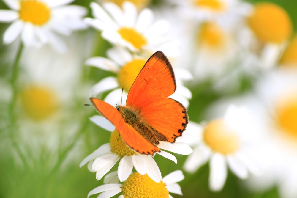 Photograph by Вячеслав Атаманов