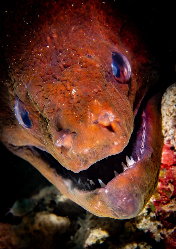 Photograph by Alexander Plakida