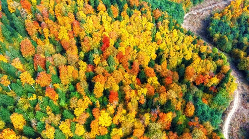 Золотой привет ушедшего лета...