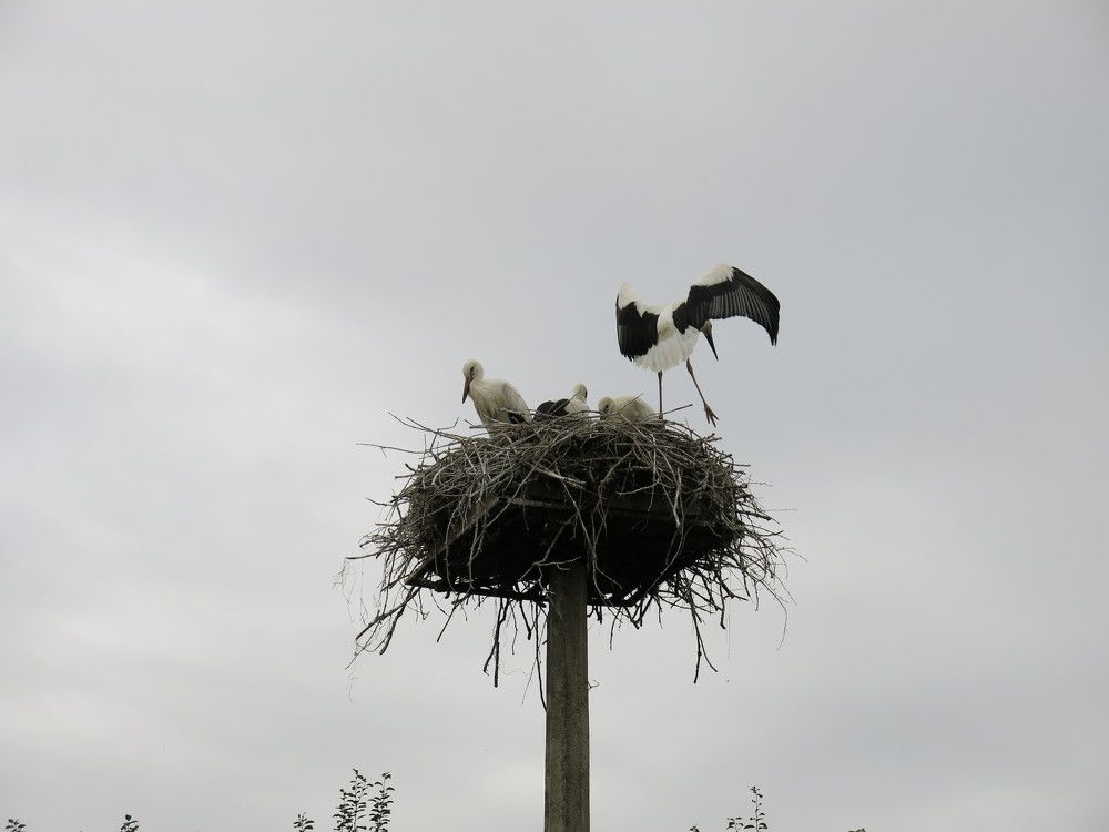 Photograph by ЭЛЬМИРА  ИСМАИЛОВА