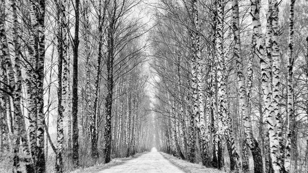 Фотография автора Александр Буренко