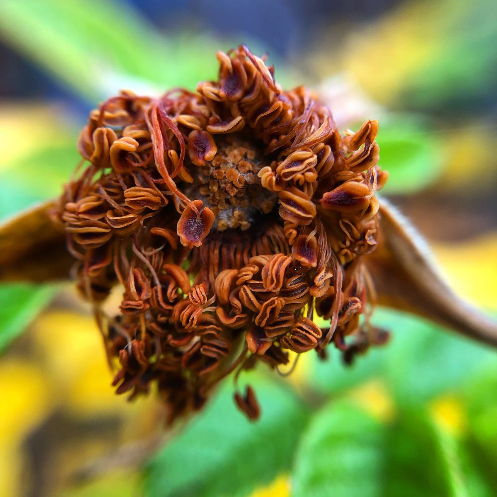 The amazing beauty of the rosehip flower.