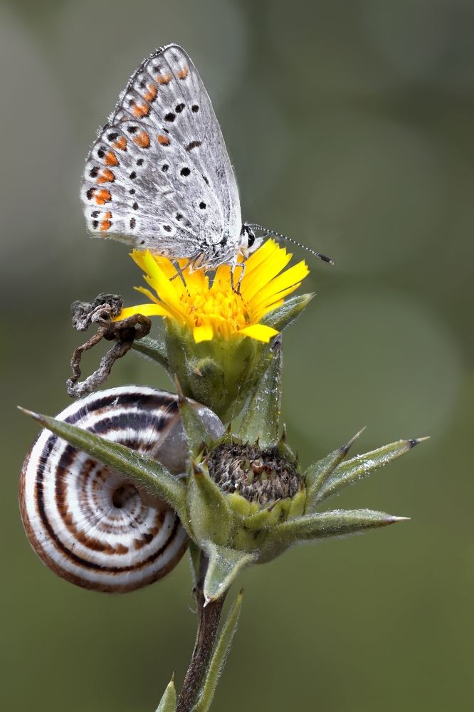 Фотография автора Илан Грабоис