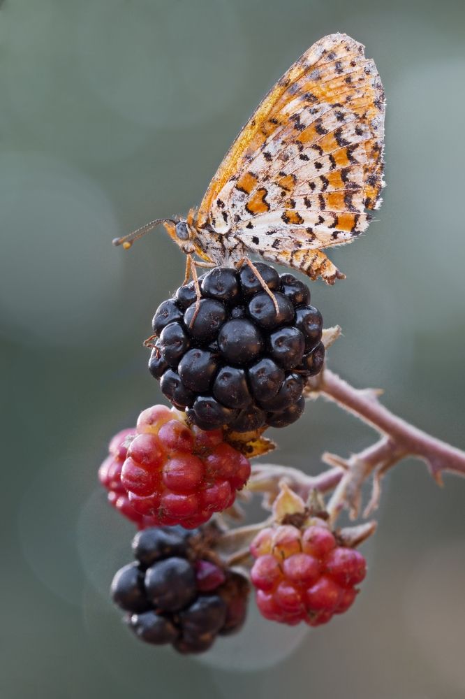 Фотография автора Илан Грабоис