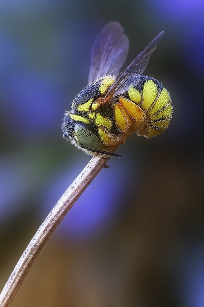 Фотография автора Илан Грабоис