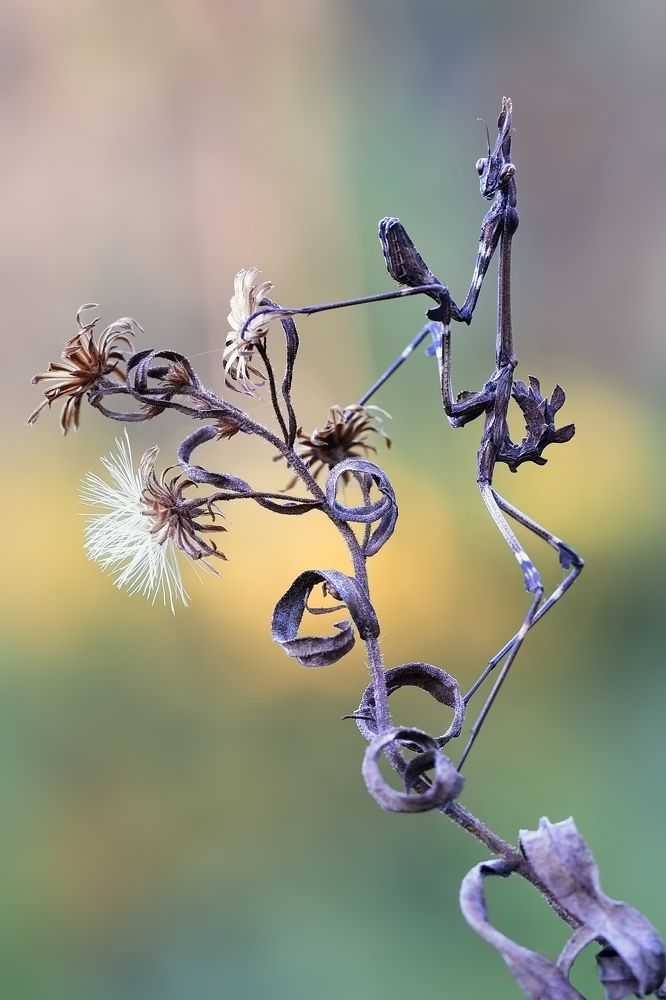 Фотография автора Илан Грабоис