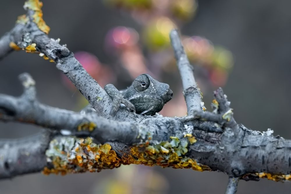 Фотография автора Илан Грабоис