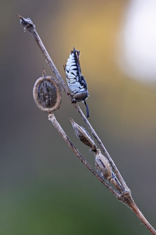 Фотография автора Илан Грабоис
