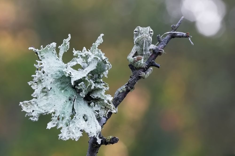 Фотография автора Илан Грабоис