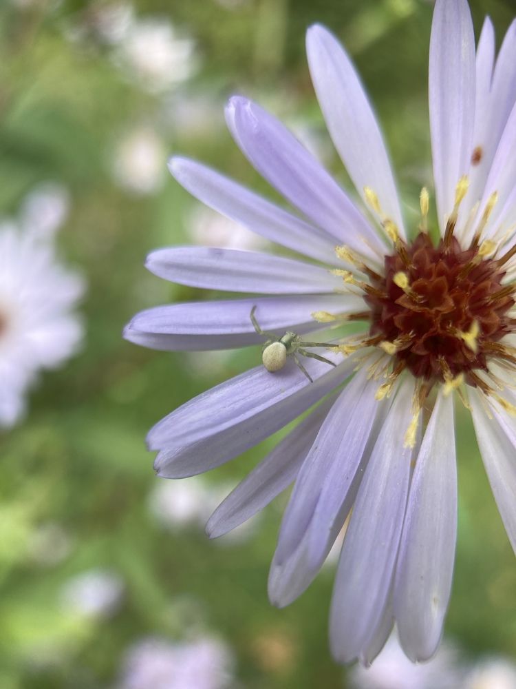 Photograph by Алла Творогова