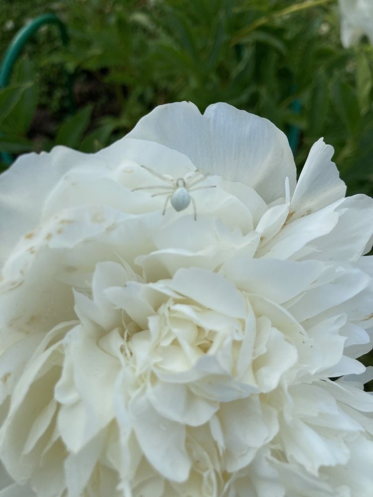 Photograph by Алла Творогова