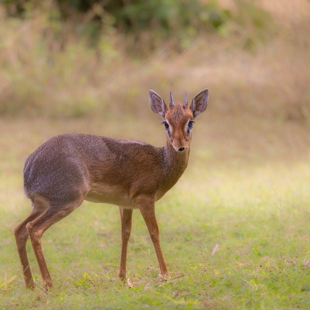 Фотография автора Subi Sridharan