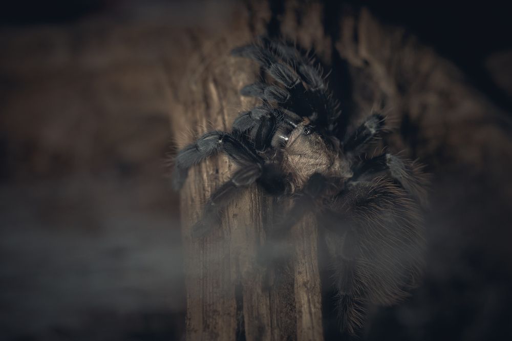 Photograph by Yuliya Khramova