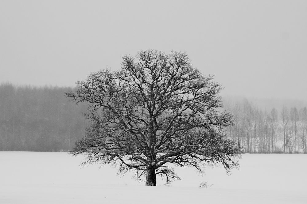 Фотография автора Сергей Барановский