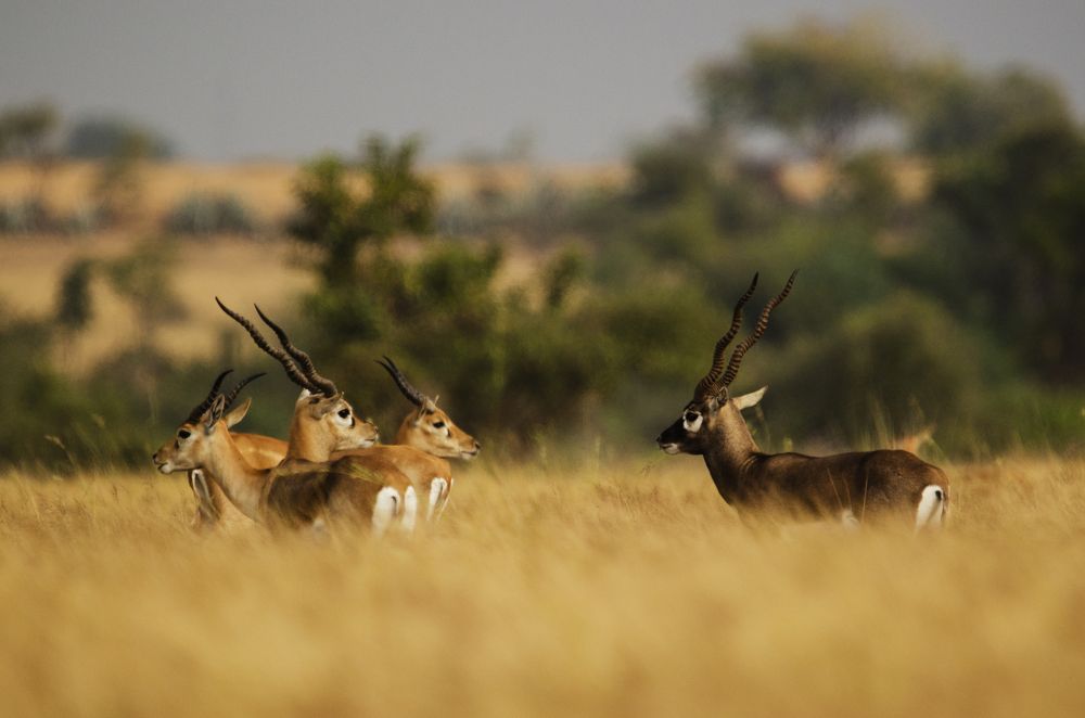 Photograph by Upayan Bardhan