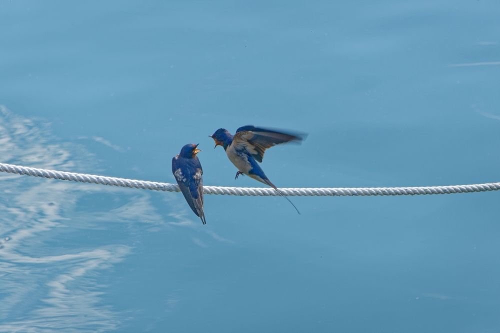 swallows dispute on a mooring