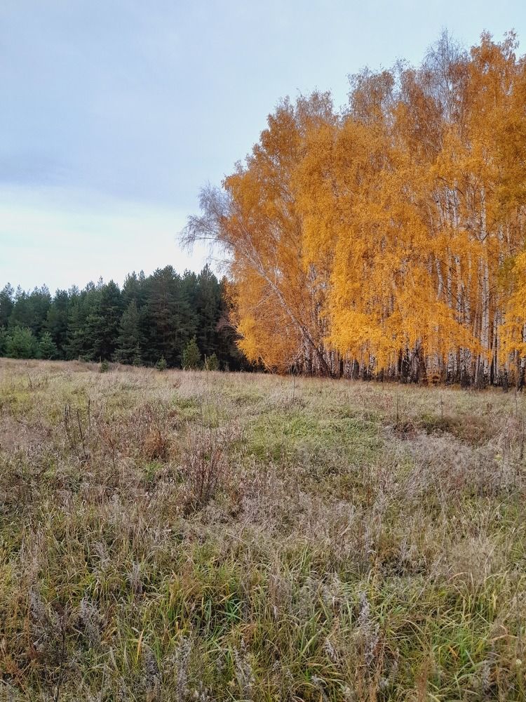 Photo #7074995