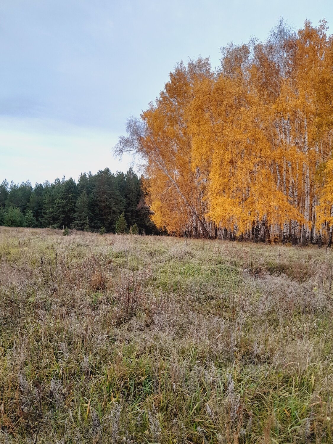 Photo #7074995