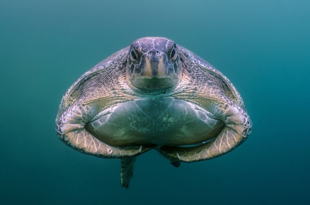 Photograph by daniele comin