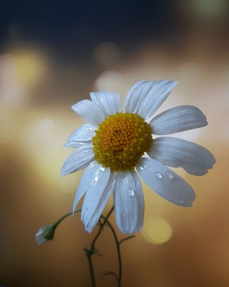 Фотография автора Olga Kunakova