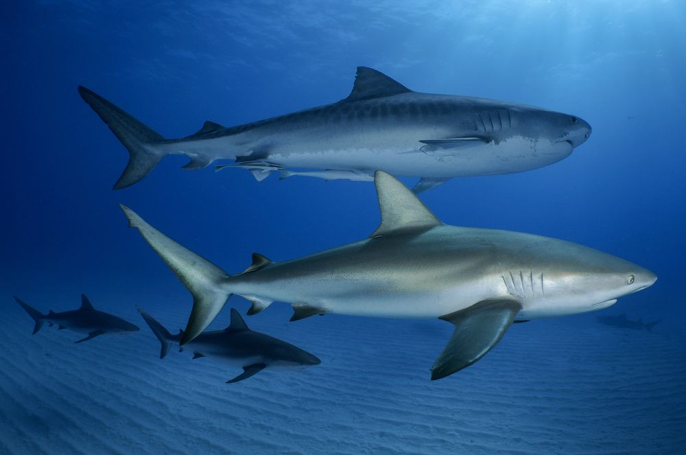 Photograph by daniele comin