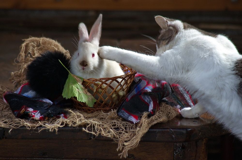 Photograph by Анатолий Святой