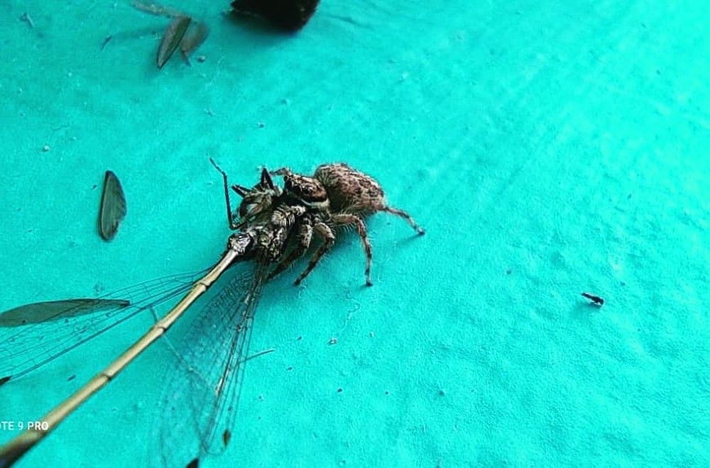 Фотография автора Sayan Das