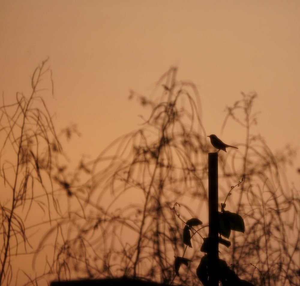 Фотография автора Pavitra Shettigar