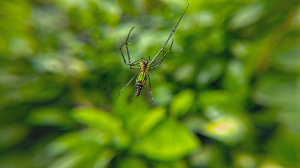 Фотография автора Pavitra Shettigar