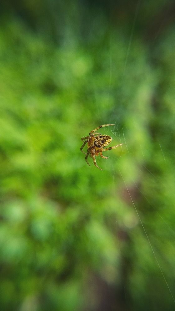 Фотография автора Pavitra Shettigar