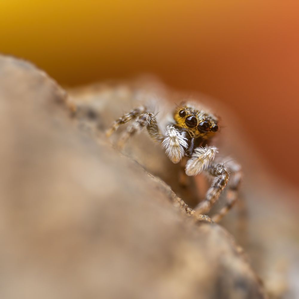 Photograph by Kushan Madushanka Sonnadara