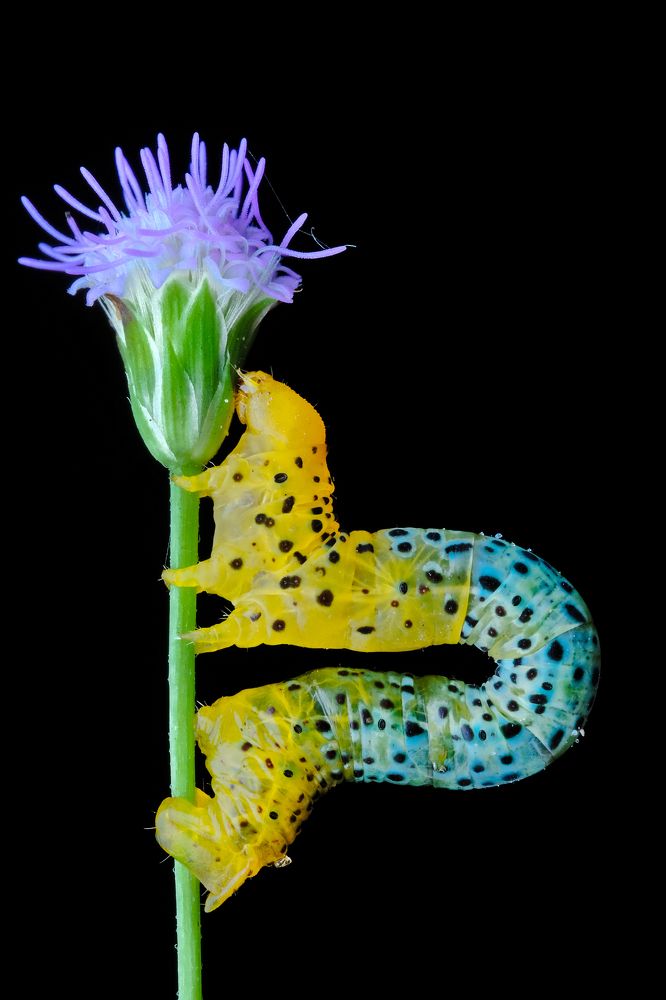 Photograph by KAIYEN LEE