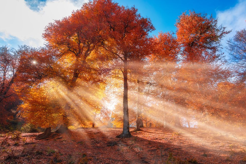 Фотография автора Shahram Hafezi