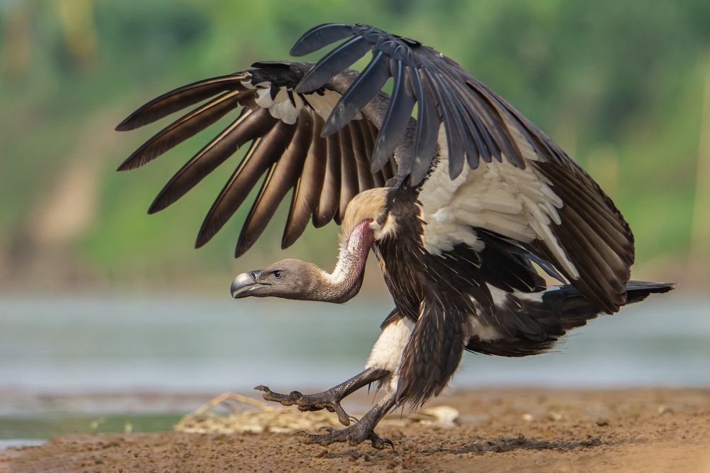 White Rumped Vulture Landing