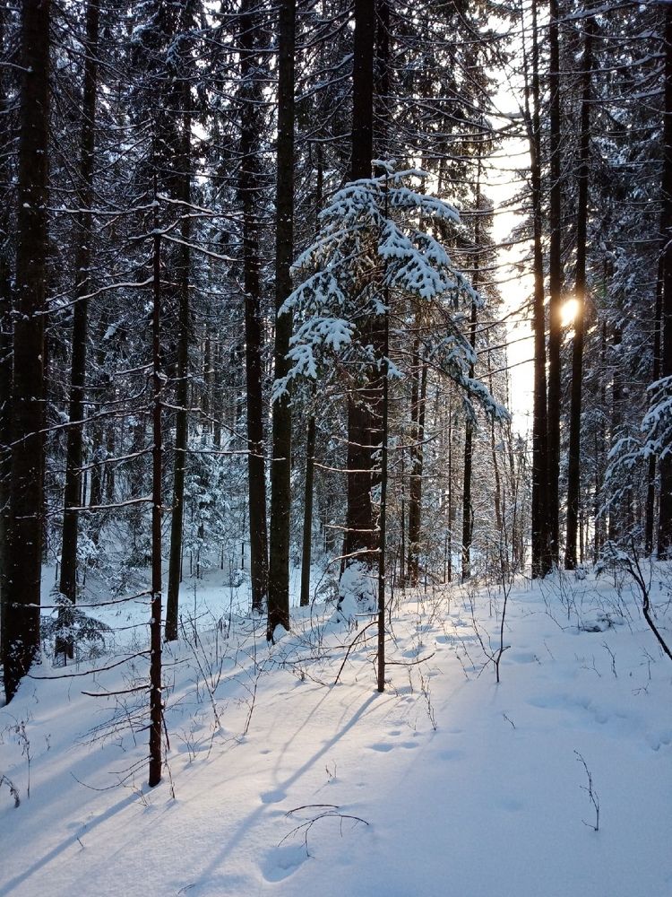 Зимний лес