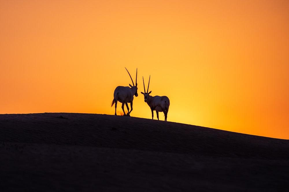 Фотография автора Zubair Irshad