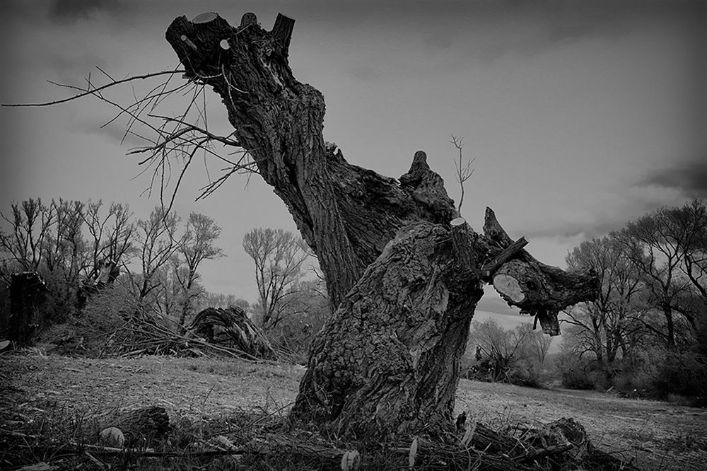 Photograph by Oskar Piller